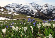 34 Crocus vernus (Zafferano maggiore) e Scilla bifolia (Scilla silvestre) con vista in Cimetto-Foppazzi-Grem